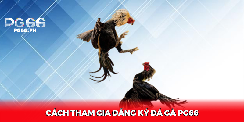 Cách Tham Gia Đăng Ký Đá Gà PG66