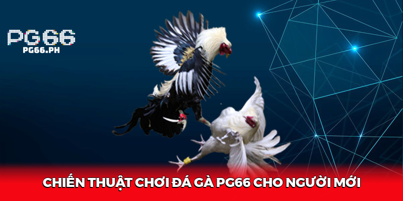 Chiến Thuật Chơi Đá Gà PG66 Cho Người Mới